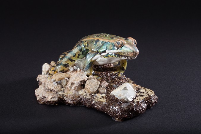 6-leopardfrogweb